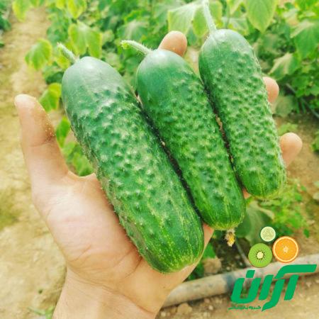 چند نکته درباره خرید خیار خاردار بوته ای