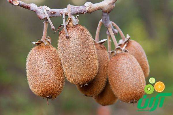 خرید کیوی گلخانه ای مرغوب