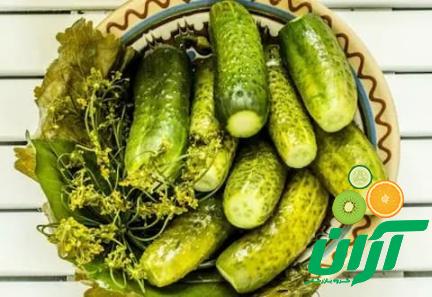 خیار بوته ای اصفهان + قیمت خرید، کاربرد، مصارف و خواص